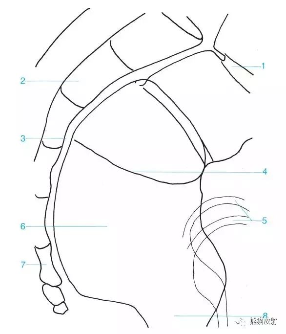 【收藏】11種消化道造影解剖圖譜_食管