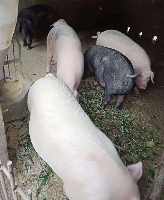 邓永耀喂养的生态猪罗建军,邓永耀是该村的鸡禽,生猪养殖户,去年10月