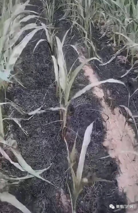 怀远:2亩多玉米秧苗被火烧毁