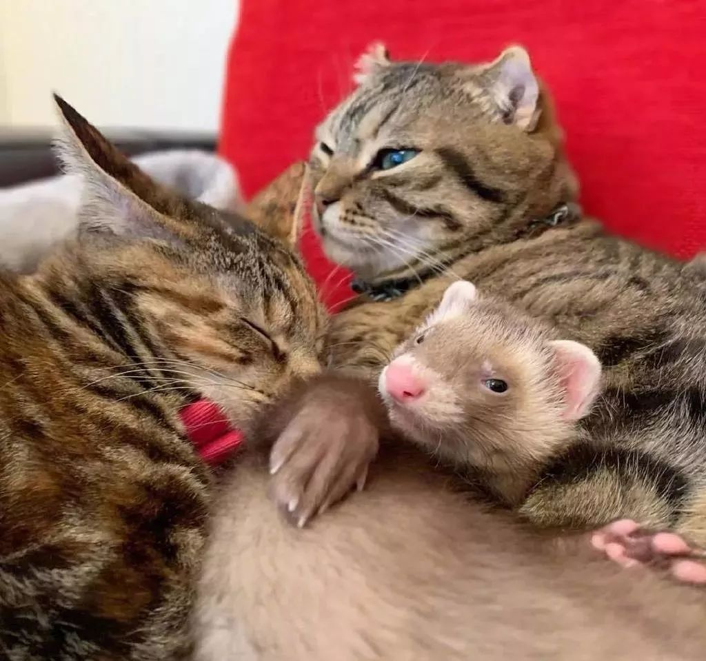 喵星人和貂星人一起睡觉,表面很平静,其实心里可慌了!