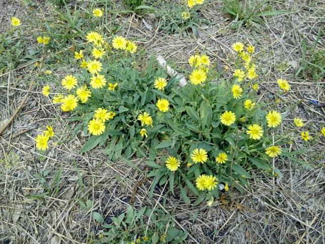 农田杂草图谱一次认全可以对症下药了