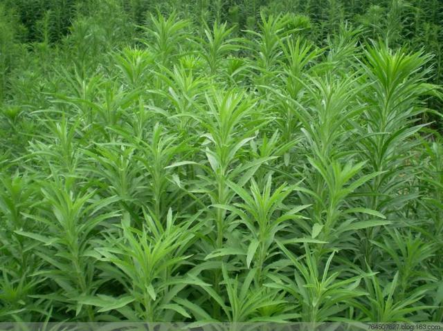 农田杂草图谱一次认全可以对症下药了