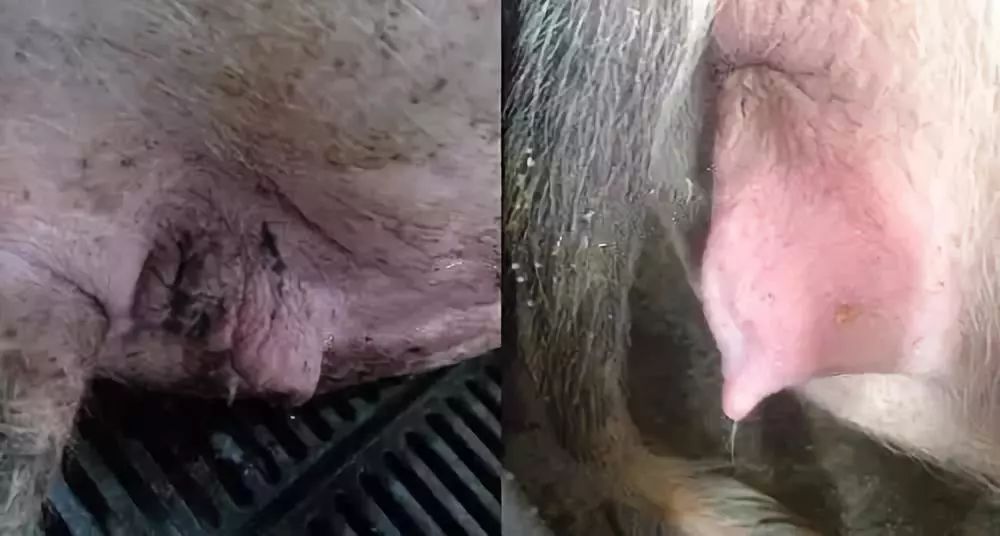 【警惕】高温季节,猪场应注意防控这"七"大疾病.