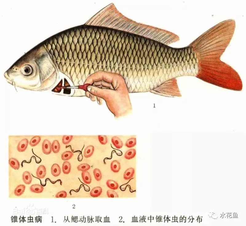 解析:鱼类寄生虫病及其寄生虫的复杂生活方式