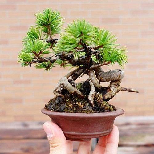 原创五针松盆景价值高注意养护要点养成高价盆景