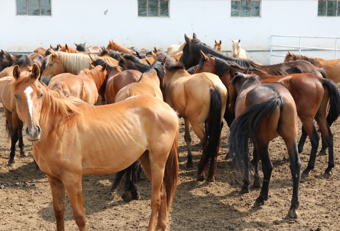 香港学子走进呼伦贝尔与三河马亲密接触_内蒙古