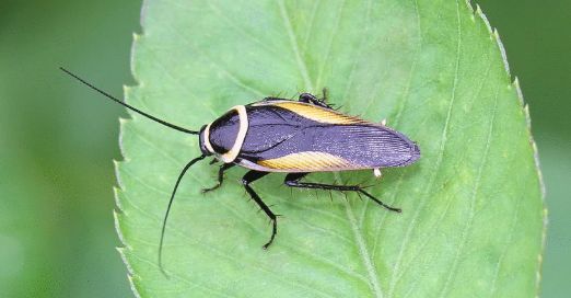 良医| 蟑螂耐药越来越强,生存3.2亿年的传病高手更辣手了_小强