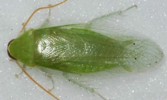 良医| 蟑螂耐药越来越强,生存3.2亿年的传病高手更辣手了_小强