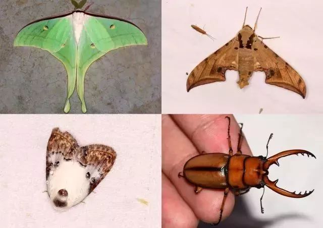 绿尾大蚕蛾,鹰翅天蛾苹瘤蛾,褐黄前锹甲标本制作课共同开展老师布置的