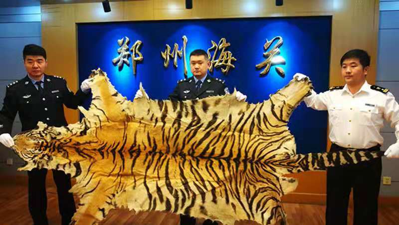 部门联合开展侦查,在一个寄往河南兰考的国内快件中查获黄色虎皮1张