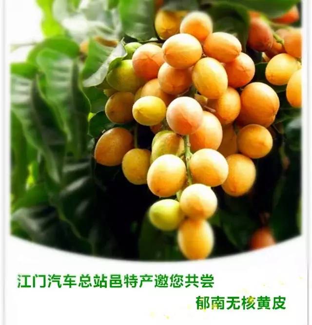 正宗郁南无核黄皮7月19日周五统一发货发货前一日中午12点前截单