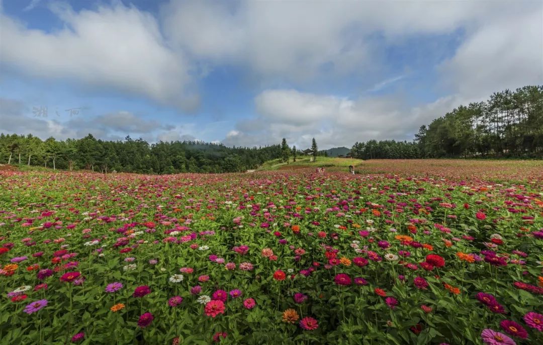 花垣这个花海盛开了必将成为网红之地