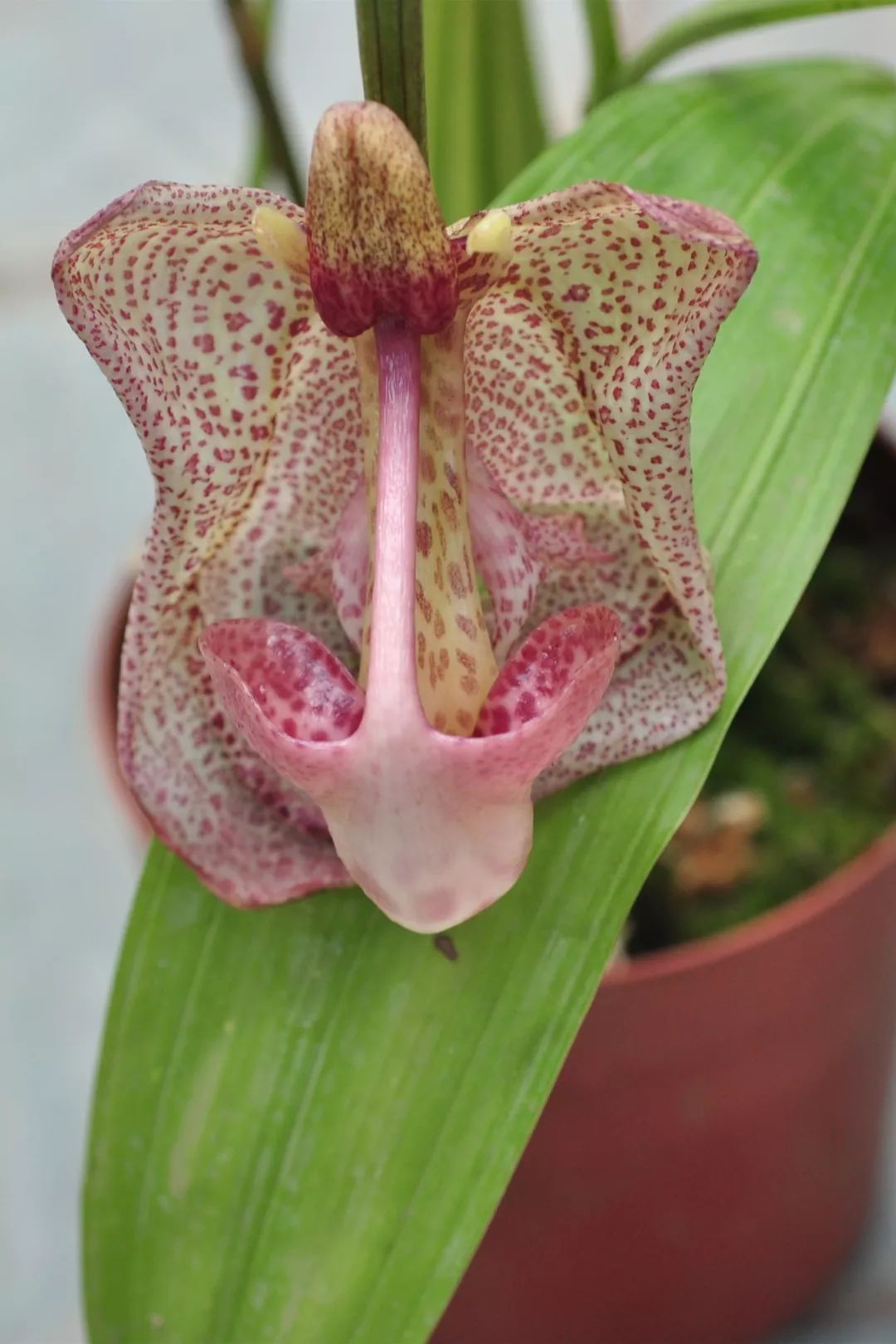 气质最污的兰花吊桶兰