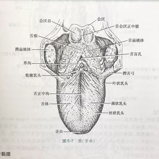 轮廓乳突图片