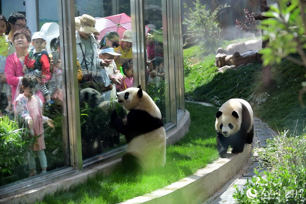 西宁熊猫馆 城市新名片