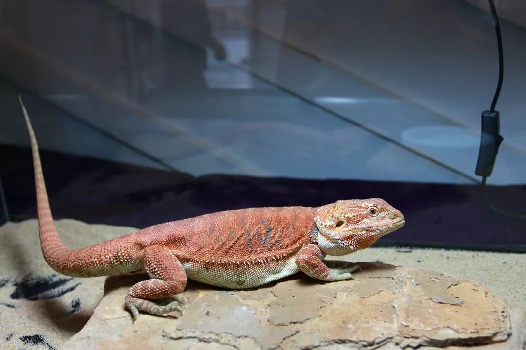 展览预告遇见神奇动物城市爬宠主题科普展览将于7月18日在我馆开展