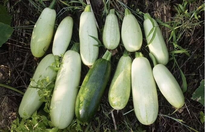 最近不给娃试试,都觉得夏天白过啦.