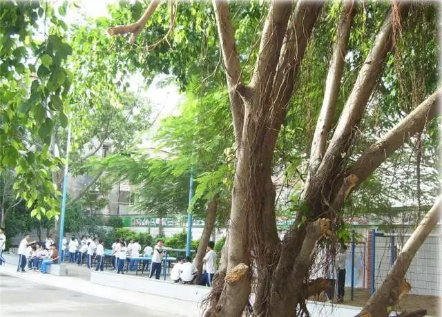 63绿苑学校2019年招生火热报名中【淡水立交桥绿苑学校】绿苑学校