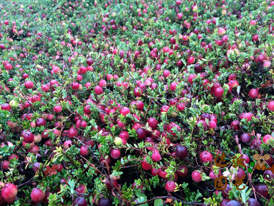 美的让人窒息的北美蔓越莓收获季