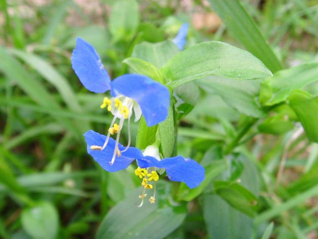 农田杂草图谱一次认全可以对症下药了