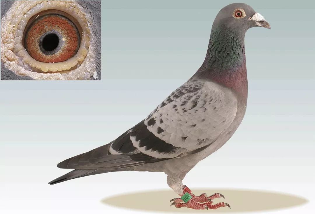 飞毛腿(flitzer) dv01769-03-31:本身荣获:世界最快鸽的称号,凡赛尔