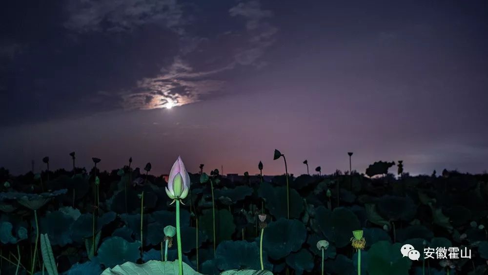 美丽霍山一组夜晚的荷花您见过吗
