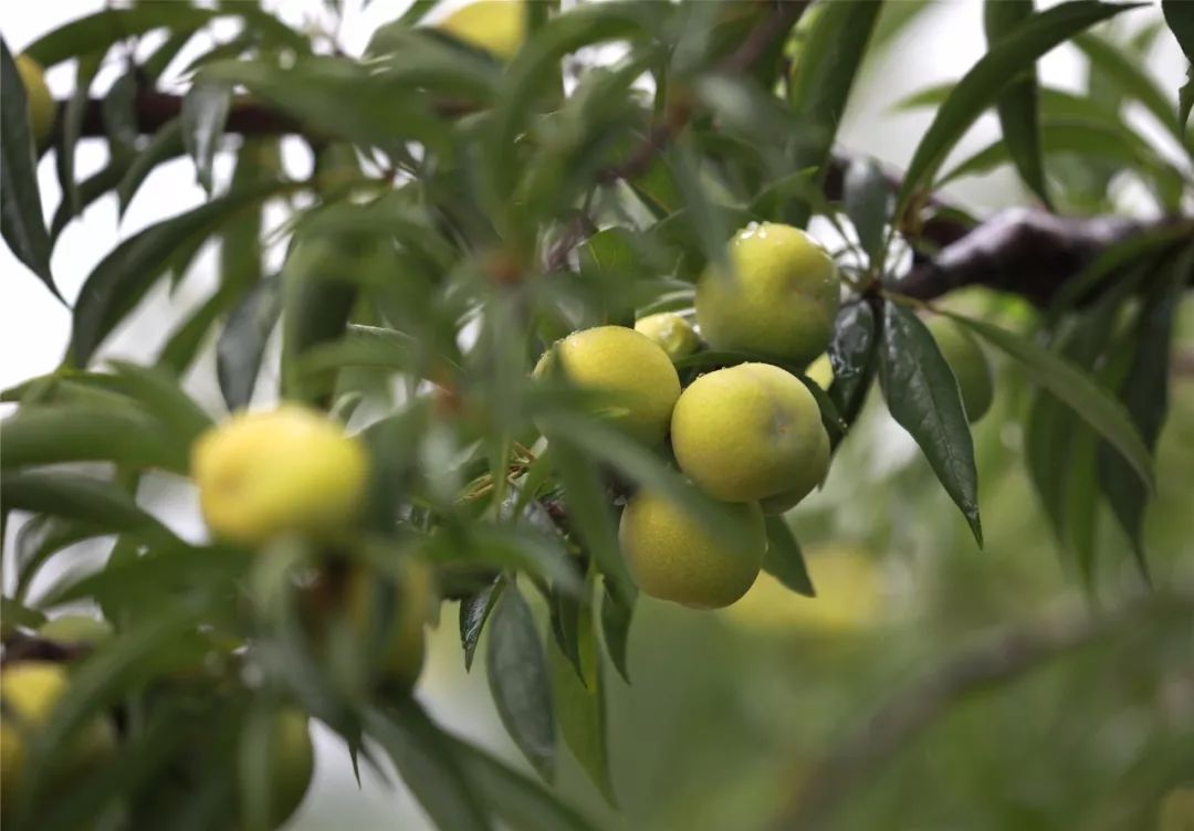 夏季采摘游必备67_李子
