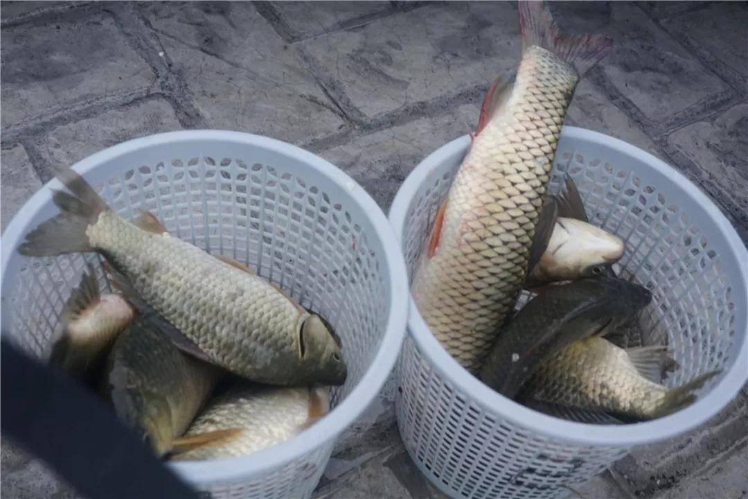 回顾乳源农旅小镇捉鱼活动嗨翻全场有人抓了19斤鱼