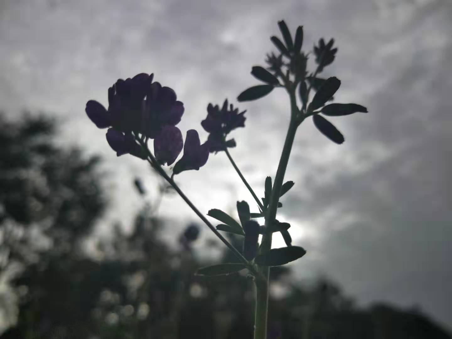 图配诗·《如果有一天我死了》 作者:高斌宇