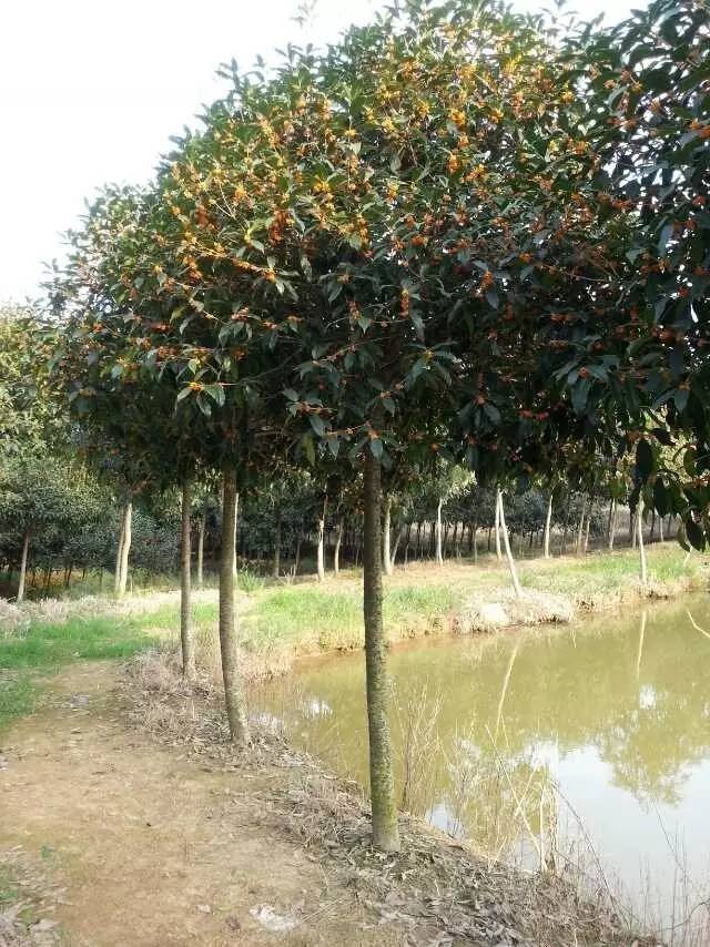 十里桂花香城市行道树树种的首选桂花