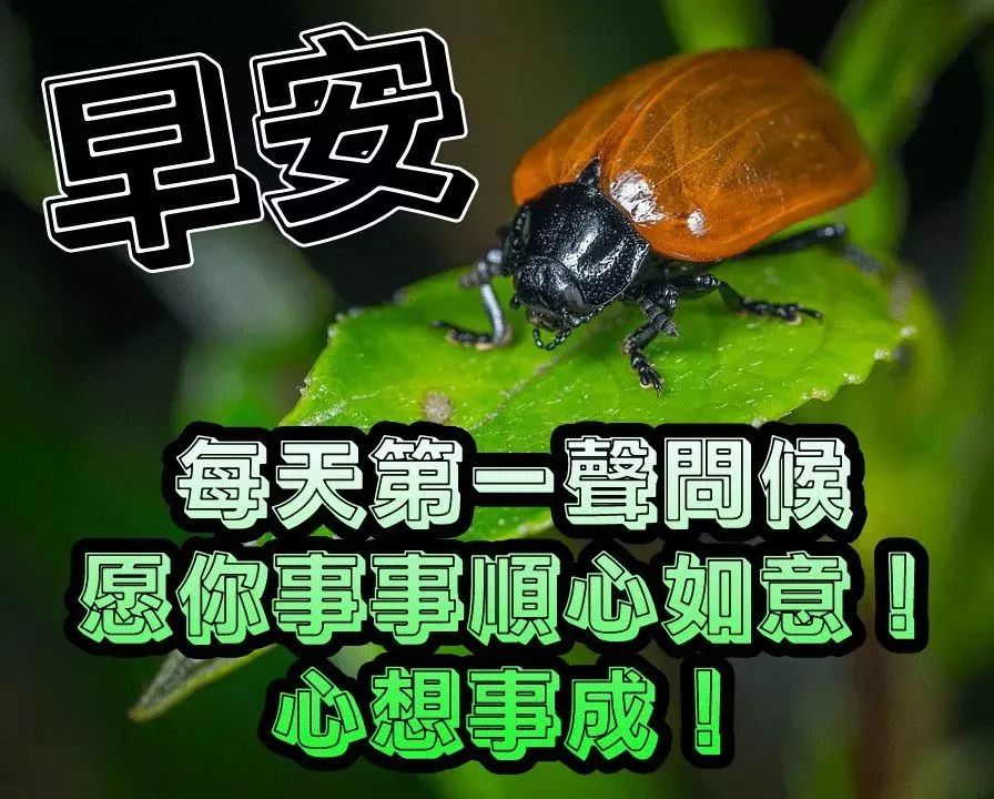 夏天早上好好图片早晨好问候语表情大图