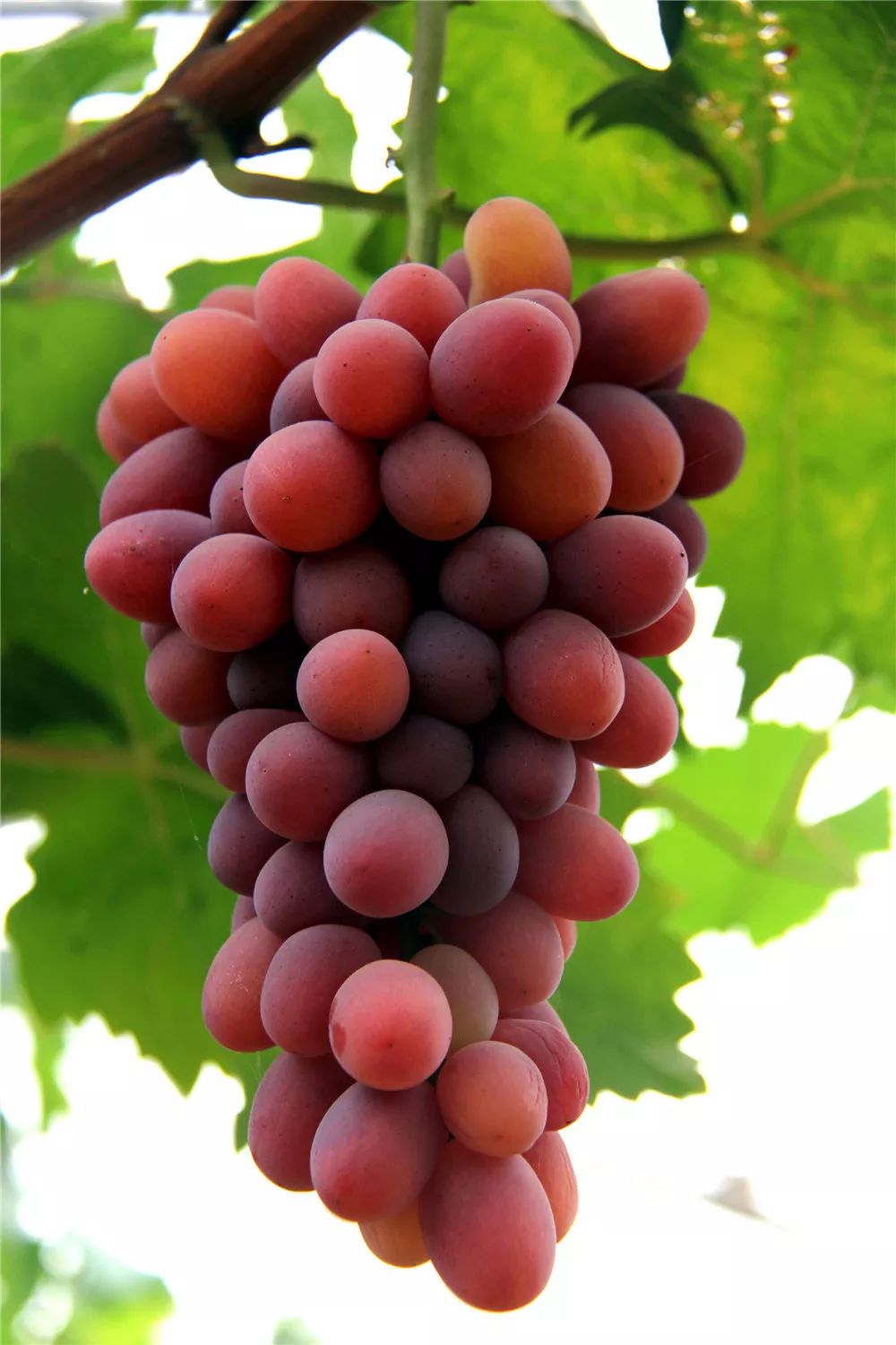 水云间带你走长安7月28日浐水源优质葡萄开园等你来