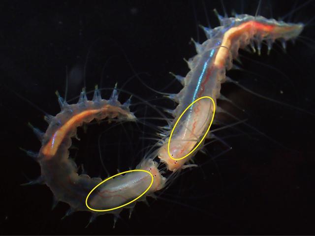 水下蠕虫能吵架声音高达157分贝比潜艇发出的声音还要大