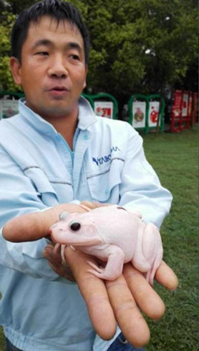 一只白色的牛蛙,网友:蛙界的"女神"