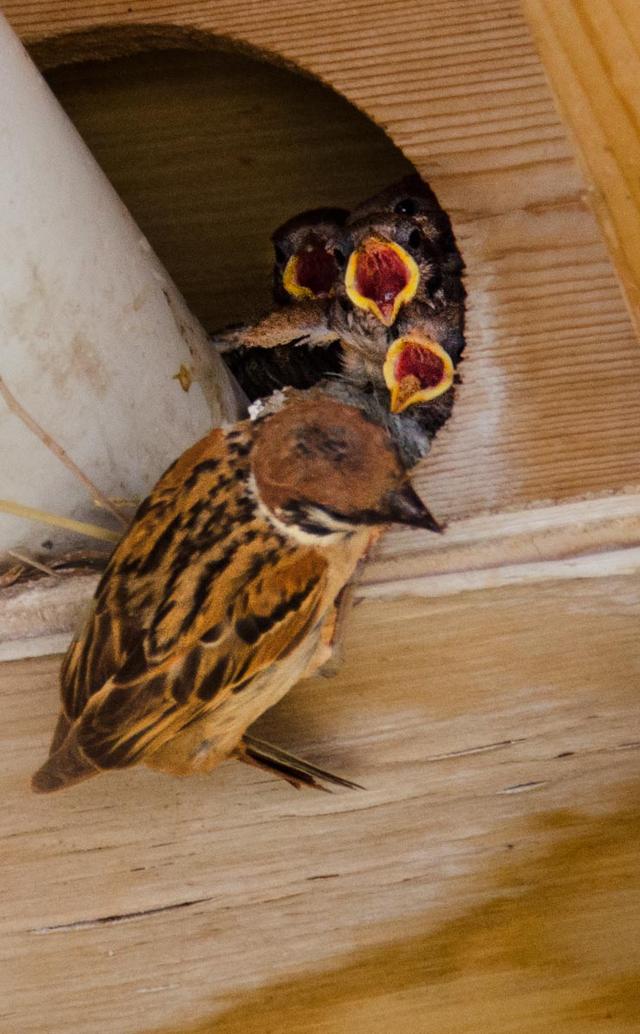 麻雀似乎要比其他鸟儿聪明,把窝搭在人们的屋檐下.