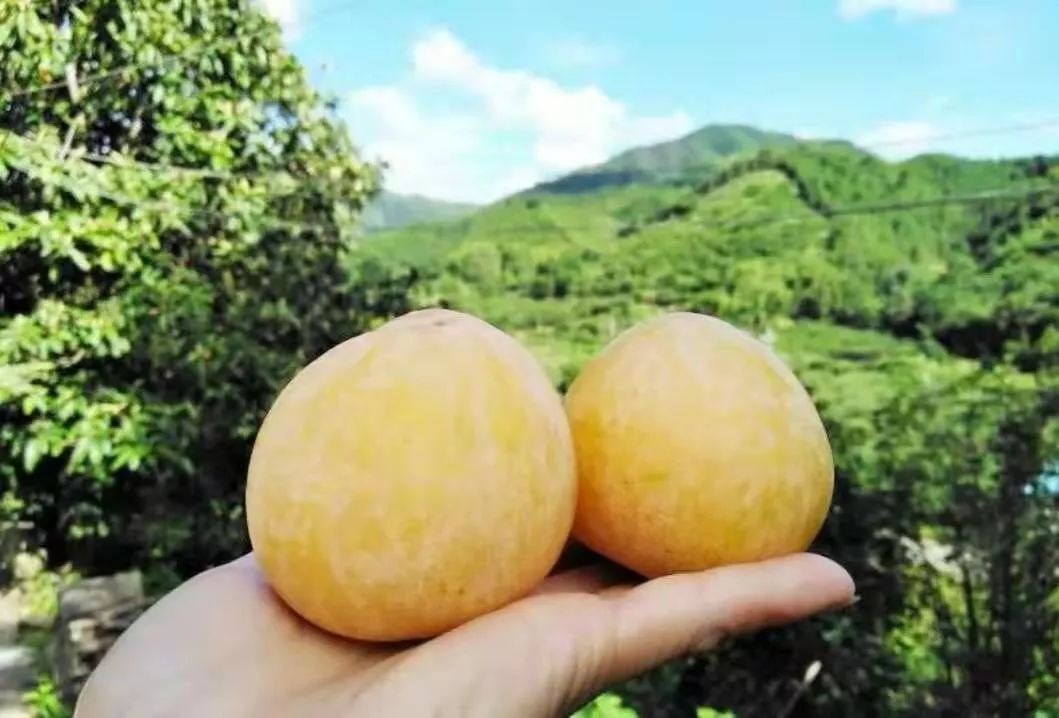 9%的人爱吃的乐昌特产之一!甜度满分, 咬一口就爱上!