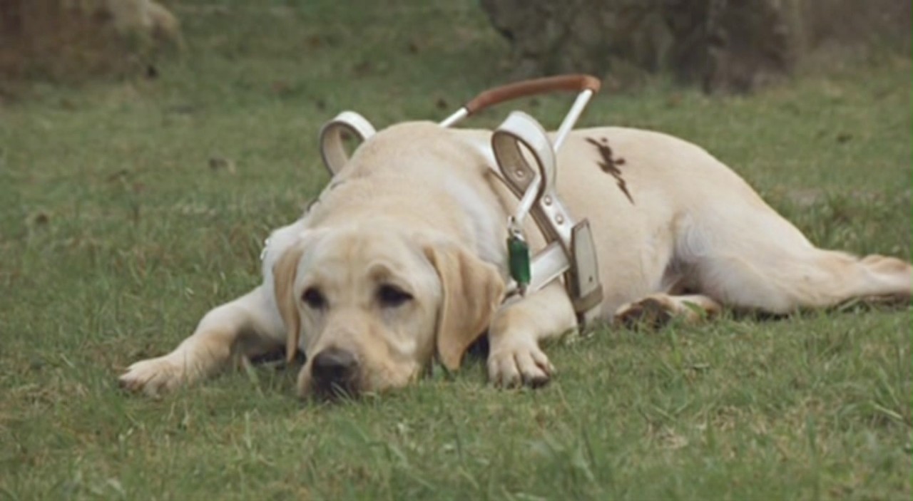 《小q》催泪的背后,我们应该去关注的问题,是你见过导盲犬吗
