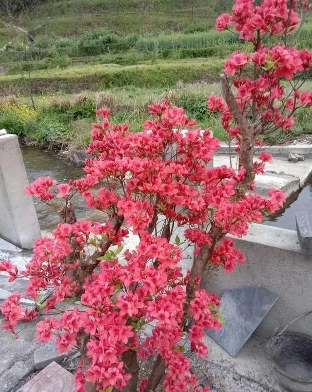 怎樣種植才能讓映山紅年年開花施肥是個技術活