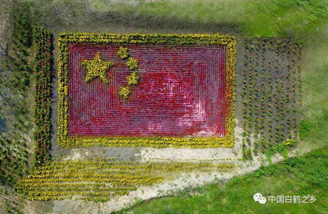 哈吐气村旁空地上农民种植鲜花组成了国旗图案