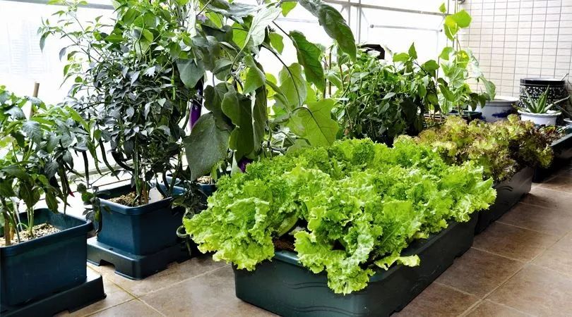 在家盆栽蔬菜,引领城市种植新潮! *阳台种菜