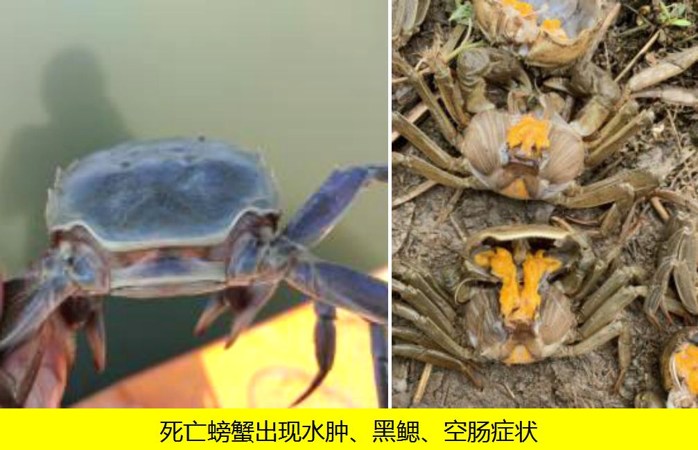 神爽生物科技螃蟹转塘时面对水体ph突变死亡神爽有妙招27