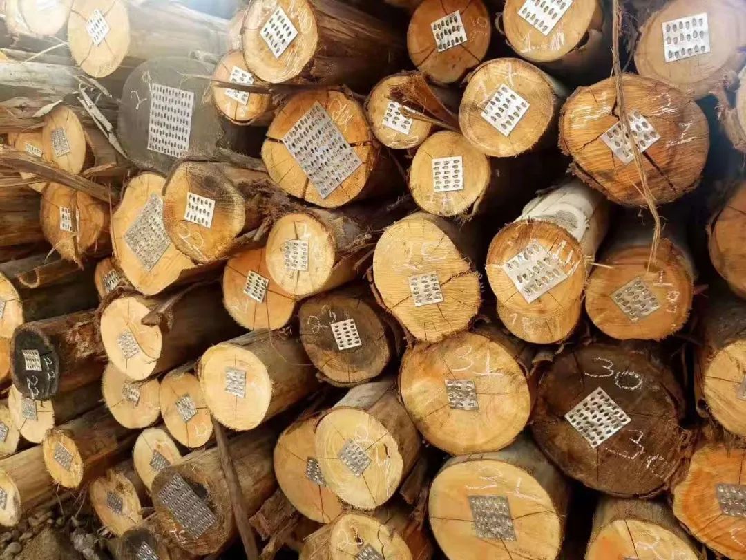 【供应产品】巴西桉木原木!
