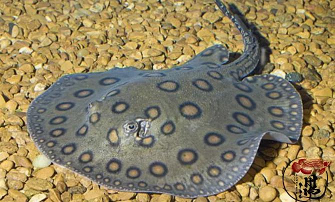 常见魟鱼品种大全教你一眼辨别魟鱼品种