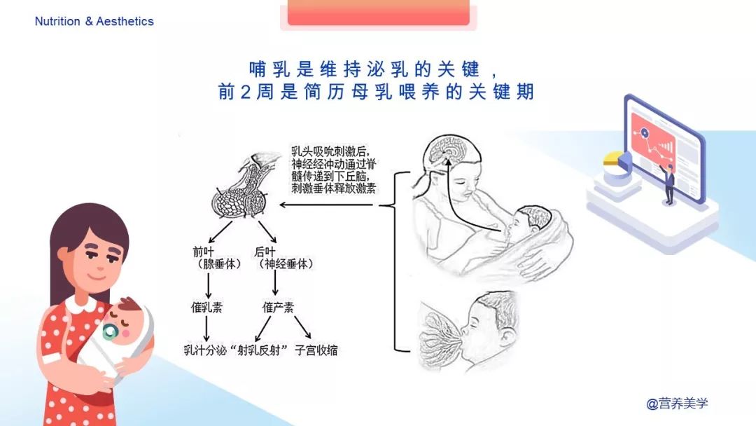 雌激素等一些激素间接参与乳汁分泌