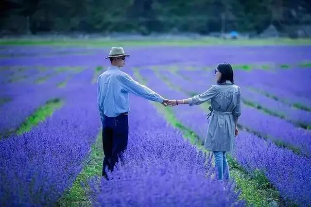 美出天际600亩薰衣草花海免费赏还有雪山草原看个够2天就够