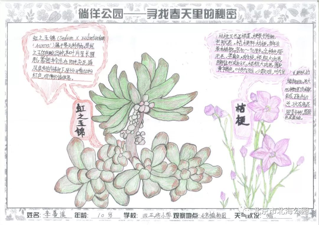 徜徉公园寻找春天里的秘密自然笔记征集活动优秀作品展开展