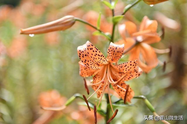 安徽霍山百合花开漫水河