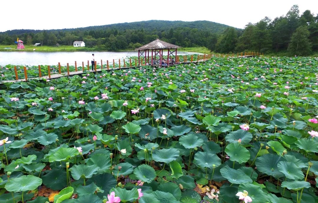 湟中莲花湖公园的风景图片