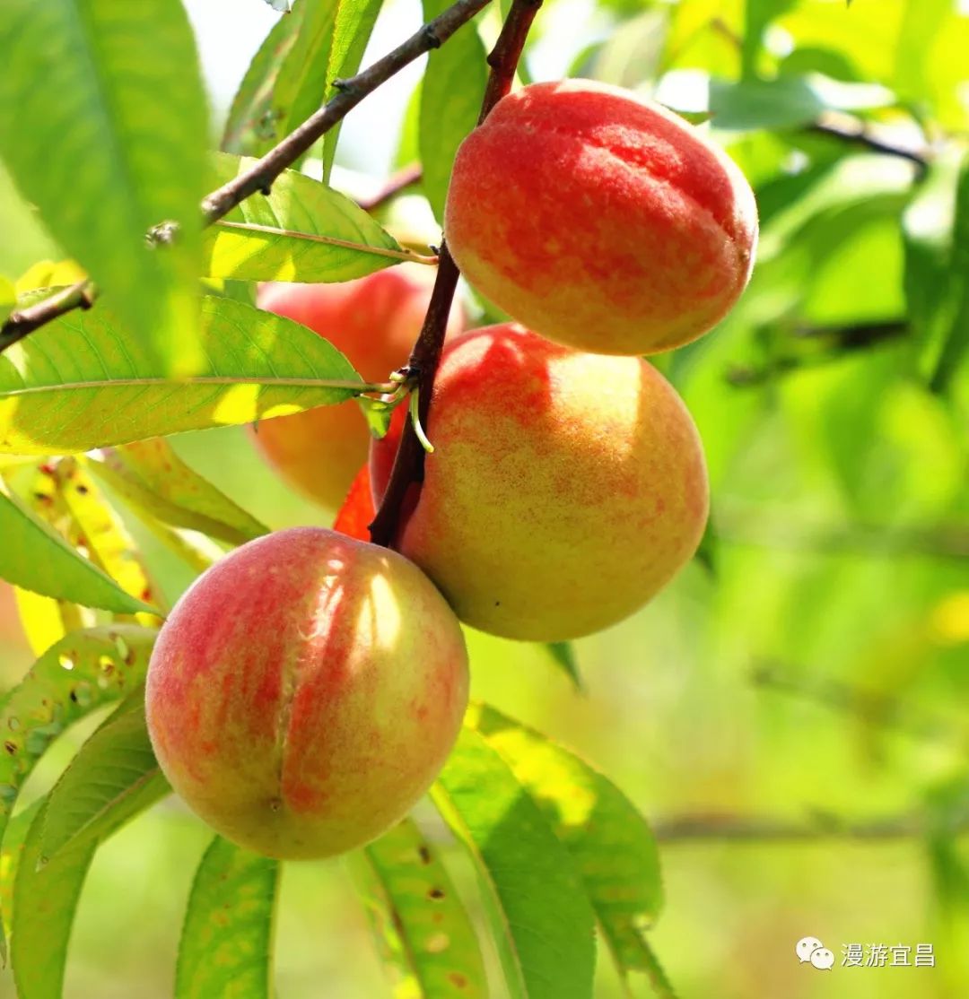游在黄花别拦我我去花果山摘白花桃啦