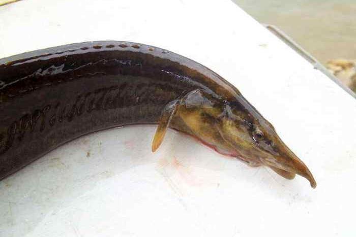 农村水库抓到一条2斤重的泥鳅背上长有刺这是什么东西